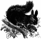 cat squirrel - common reddish-brown squirrel of Europe and parts of Asia