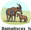 Damaliscus lunatus - a large South African antelope