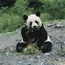 giant panda - large black-and-white herbivorous mammal of bamboo forests of China and Tibet