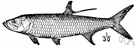 Tarpon atlanticus - large silvery game fish of warm Atlantic coastal waters especially off Florida