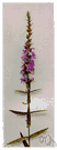 purple loosestrife - marsh herb with a long spike of purple flowers