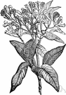 genus Syzygium - a tropical evergreen tree of the myrtle family native to the East Indies but cultivated elsewhere