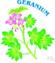 geranium - any of numerous plants of the family Geraniaceae