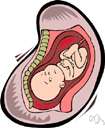 baby - an unborn child