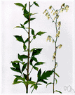 genus Nabalus - genus of North American and east Asian perennial herbs