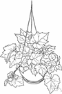 genus Tolmiea - one species: pickaback plant