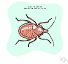 cimex - type genus of the Cimicidae: bedbugs