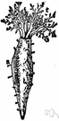 sea cucumber - echinoderm having a flexible sausage-shaped body, tentacles surrounding the mouth and tube feet
