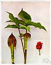 green dragon - early spring-flowering plant of eastern North America resembling the related jack-in-the-pulpit but having digitate leaves, slender greenish yellow spathe and elongated spadix