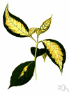Graptophyllum - caricature plant