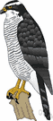goshawk - large hawk of Eurasia and North America used in falconry