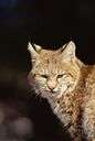 bobcat - small lynx of North America