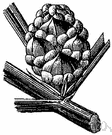 pinon nut - edible seed of any of several nut pines especially some pinons of southwestern North America