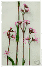 cuckoo flower - common perennial native to Europe and western Asia having usually pink flowers with ragged petals