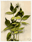 Virginia waterleaf - showy perennial herb with white flowers
