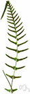 Doodia - any fern of the genus Doodia having pinnate fronds with sharply dentate pinnae