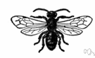 andrena - a bee that is a member of the genus Andrena