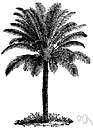 macrozamia - any treelike cycad of the genus Macrozamia having erect trunks and pinnate leaves and large cones with sometimes edible nuts