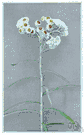 everlasting flower - any of various plants of various genera of the family Compositae having flowers that can be dried without loss of form or color