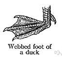 webfoot - a foot having the toes connected by folds of skin