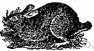 canecutter - a wood rabbit of southeastern United States swamps and lowlands
