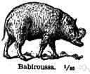 babirussa - Indonesian wild pig with enormous curved canine teeth