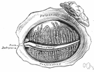 meibomian gland - a long sebaceous gland that lubricates the eyelids