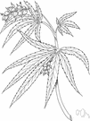 cannabis - any plant of the genus Cannabis
