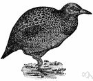 Wood hen - flightless New Zealand rail of thievish disposition having short wings each with a spur used in fighting