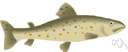trout - any of various game and food fishes of cool fresh waters mostly smaller than typical salmons