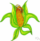 corncob - the hard cylindrical core that bears the kernels of an ear of corn
