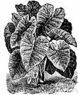 genus Colocasia - small genus of perennial tuberous herbs of tropical Asia: taro