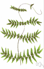 genus Lygodium - chiefly tropical climbing ferns