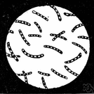 bacteria genus - a genus of bacteria