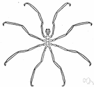 sea spider - any of various small spiderlike marine arthropods having small thin bodies and long slender legs