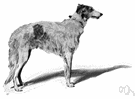 borzoi - tall fast-moving dog breed