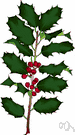 ilex - a large genus of dicotyledonous trees and shrubs of the family Aquifoliaceae that have small flowers and berries (including hollies)