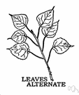 alternate - of leaves and branches etc