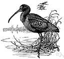 courlan - wading bird of South America and Central America