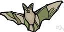 Plecotus townsendi - bat of western North America having extremely large ears