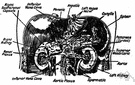 coeliac plexus - a large plexus of sympathetic nerves in the abdomen behind the stomach