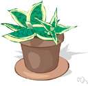bowstring hemp - grown as a houseplant for its mottled fleshy sword-shaped leaves or as a source of fiber