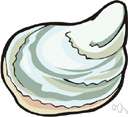 Virginia oyster - common edible oyster of Atlantic coast of North America