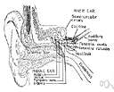 basilar membrane - a membrane in the cochlea that supports the organ of Corti
