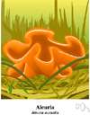 Aleuria aurantia - a discomycete with bright orange cup-shaped or saucer-shaped fruiting bodies and pale orange exteriors