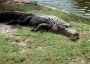 alligator - either of two amphibious reptiles related to crocodiles but with shorter broader snouts