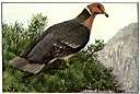 band-tail pigeon - wild pigeon of western North America