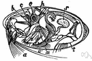 subclass Ostracoda - seed shrimps