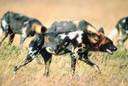 Cape hunting dog - a powerful doglike mammal of southern and eastern Africa that hunts in large packs