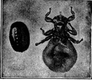 sheep tick - wingless fly that is an external parasite on sheep and cattle